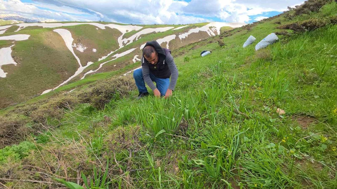Bitlis'te Çiriş Otu Mesaisi Sürüyor