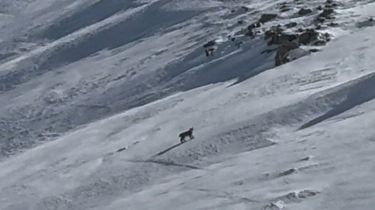 Bitlis'te Vaşak Kamerada