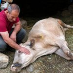 Bitlis'te Bir Ailenin Umudu Kayalıklarda Son Buldu