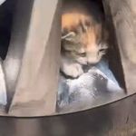Elazığ’da Janta Sıkışan 6 Kedi Kurtarıldı