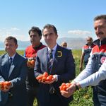 Bitlis Domates Üretiminde Bölge Lideri, Türkiye’de 7’nci