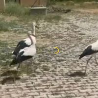 Çevre