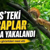 Bitlis