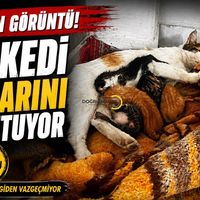 Bitlis