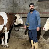 Bitlis