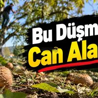 Bitlis