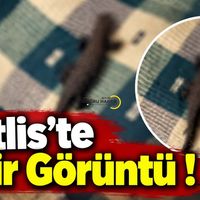 Bitlis