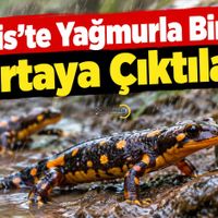 Bitlis