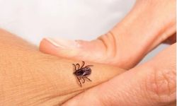 Kene Isırıkları Can Almaya Devam Ediyor: Son Bir Ayda 5 Kişi Hayatını Kaybetti