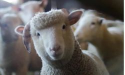 Kurban Bayramı'nda Satılamayan Kurbanlıkları Et ve Süt Kurumu Alacak