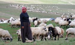 Batman ve Siirt'ten Gelen Göçerler Bitlis Yaylalarında Peynir Üretimine Başladı