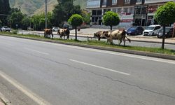 Bitlis’te Başıboş İnekler Şehri İstila Etti