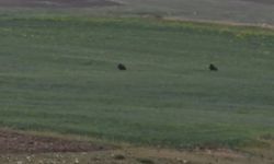 Aç Kalan İki Domuz Boş Arazide Yiyecek Aradı