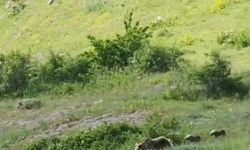 Ardahan'da Anne ve Yavru Boz Ayıları Görüntülendi