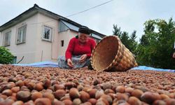 Avrupa Birliği Ülkelerine 13 Bin Ton Fındık İhraç Edildi
