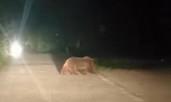 Ayı Ailesinin Yoldan Geçişi Kameralara Yansıdı