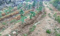 Bingöl’de Zehir Tacirlerine Geçit Yok