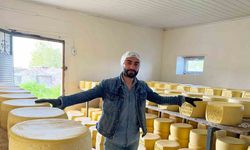 Eski Kaşar İçin Tonlarca Süt Kullanılıyor