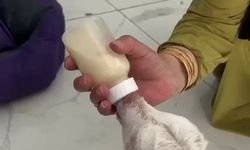 Evcil hayvan oteli dikkat Çekiyor