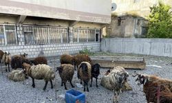 Malazgirt'te Hayvan Pazarları Canlandı