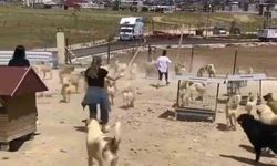 Van Büyükşehir Belediyesi'nin Hayvan Barınağında Köpekler Birbirine Saldırdı
