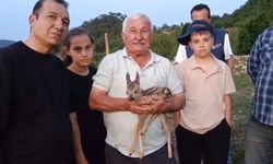 Yavru Ceylana Bebek Gibi Bakıyor