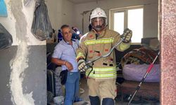 Yolunu şaşıran  Yılan Gülümsetti