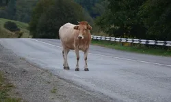 Çevre Haftasında Güldüren Manzara : Bitlis'te Başıboş İnekler Kaldırımları Pisletti
