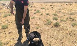 İtfaiye Ekipleri Su Kanalına Düşen Köpeği Kurtardı