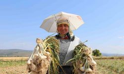 Taşköprü Sarımsağı İçin Kadınlar Kavurucu Sıcakta mesai Yapıyor