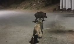 Tunceli’de yaban domuzları şehre indi