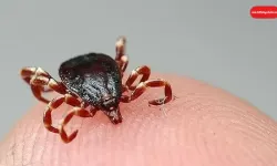 KKKA Uyarısı: Kenelere Dikkat!