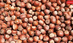 15 Ağustos 2025 Cuma fındık fiyatları ne kadar?