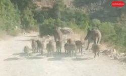 Bitlis’te Şaşırtan Anlar! Köy Yolunda Domuz Sürüsü Görüntülendi