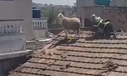 Mahalleyi ayağa kaldıran koyun operasyonu
