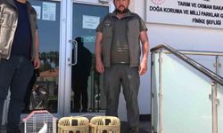 Antalya’da Yasa Dışı Kuş Ticareti Denetimi