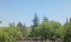 Dağ Keçileri Harput'ta Görüntülendi