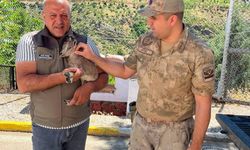 Erzincan’da Bulunan Yeni Doğmuş Dağ Keçisi Yavrusu Koruma Altına Alındı