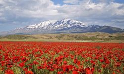 Gelincikler Süphan'ın Eteklerini Renklendirdi