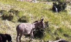 Kayıp Eşek Dronla Bulundu