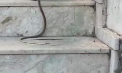 Kedinin Yılanla Oyunu Kamerada