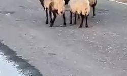 Siirt'te 32 Küçükbaş Hayvanın Şüpheli Ölümü İnceleniyor