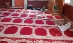 Tahrip Edilen Köy Camisi Yeniden İbadete Açıldı
