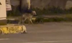 Tilki Gece Yarısı Şehir Merkezinde Görüntülendi