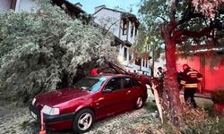 Yaşlı Ağacın Dalı Otomobilin Üzerine Düştü