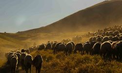 Yayla Göçünde Kartpostallık Manzaralar