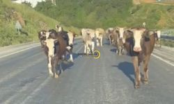 Bitlis'te Dikkat Çeken Değişim