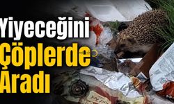 Yiyeceğini Çöplerde Aradı