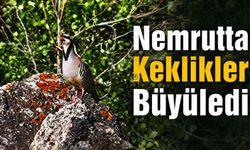 Nemrut Kalderası’nda Kekliklerin Büyüleyen Görüntüsü