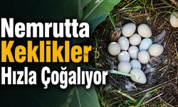 Nemrut Kalderası’nda Yeni Yaşamın Habercisi: 14 Keklik Yumurtası Görüntülendi